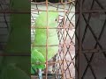 A Bitu And Biti Parrot Shortvideos A Bitu And Biti Parrot Shortvideos