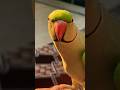 Smart Talking Parrot Goes Viral! 🦜🔥