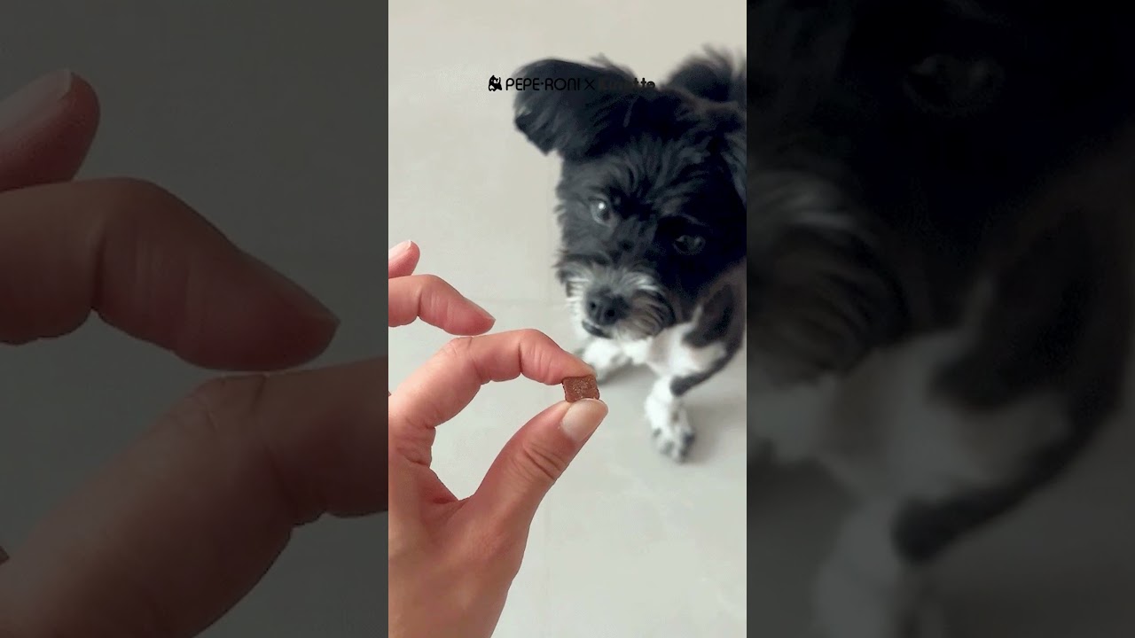 페페로니로 맛을 더하다😋🐶 #산책 #peperoni #dog #treat #shorts #강아지간식 #페페로니펫 #킨에뜨 #kinette