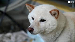 熊本豪雨 避難所で暮らす柴犬