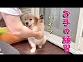 ゴールデンレトリバー子犬 「お手」の練習 with subtitles