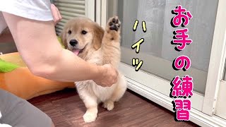 ゴールデンレトリバー子犬 「お手」の練習 with subtitles