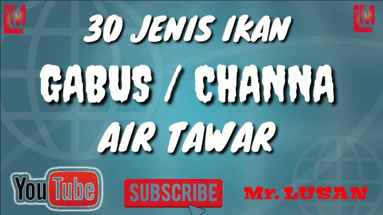 30 Jenis Ikan GABUS / CHANNA Air Tawar - by.lusan
