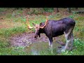 Łoś badylarz // Giant bull moose - fotopułapka #54