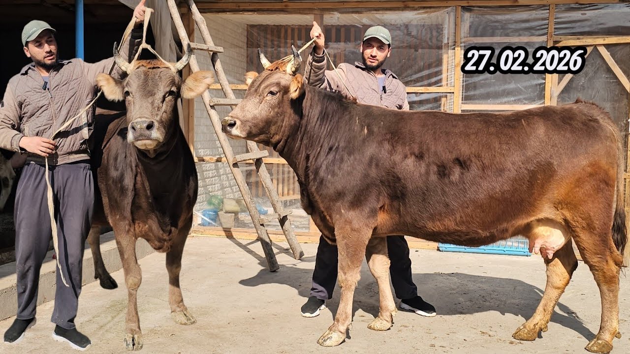 VOOY DooD😱 SHVEST ESTO‘N ROSSIYA PARO‘DA YETUK BO‘G‘OZLAR🔥 SHVEST HUNAJNLAR🔥