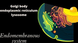 Endomembrane system | GERL system || Class 9 Biology || Vinay Biology Wealth