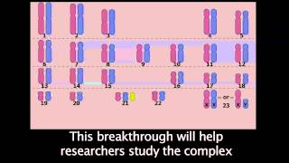 Behind the Headline: Silencing Chromosome 21