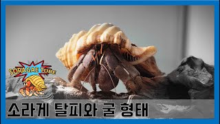 소라게 탈피와 굴 형태 Hermit crab molting and oyster morphology