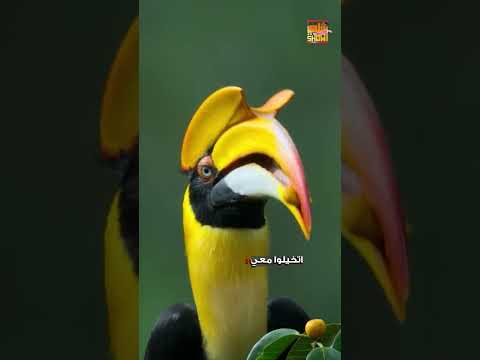 لماذا يسجن هذا الطائر زوجته