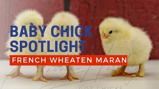 French Wheaten Marans Hatching at Cackle Hatchery