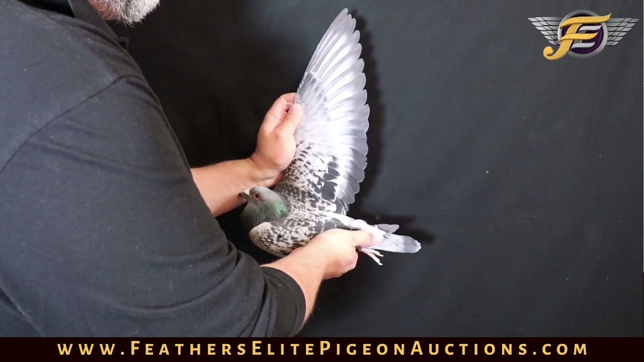 【美品】Pigeon Runfee RB3 楽天市場】ランフィRB3 ピジョン pigeon RB3 Runfee A型