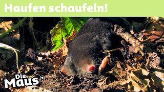 Wie entstehen Maulwurfshügel? | DieMaus | WDR