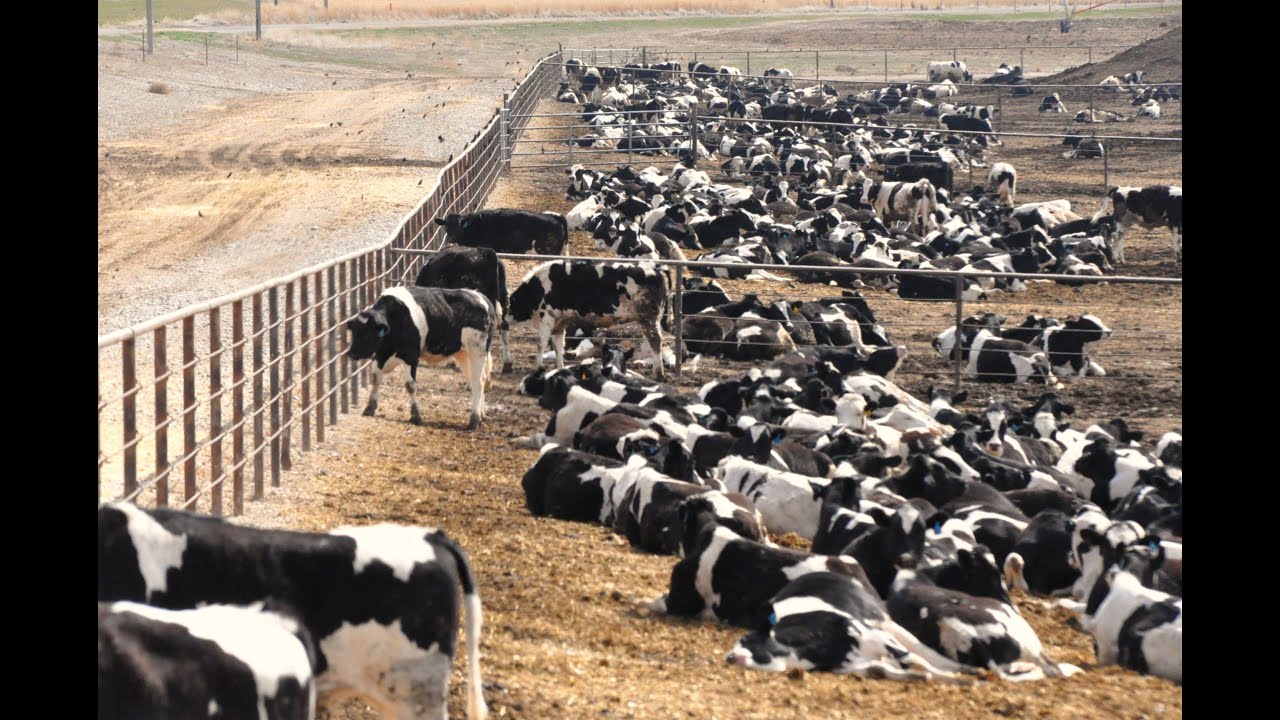 Cows Being Fed Chicken Poop, FDA Not Stopping It YouTube