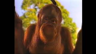 Sunkist advert (ITV Meridian, 1994)