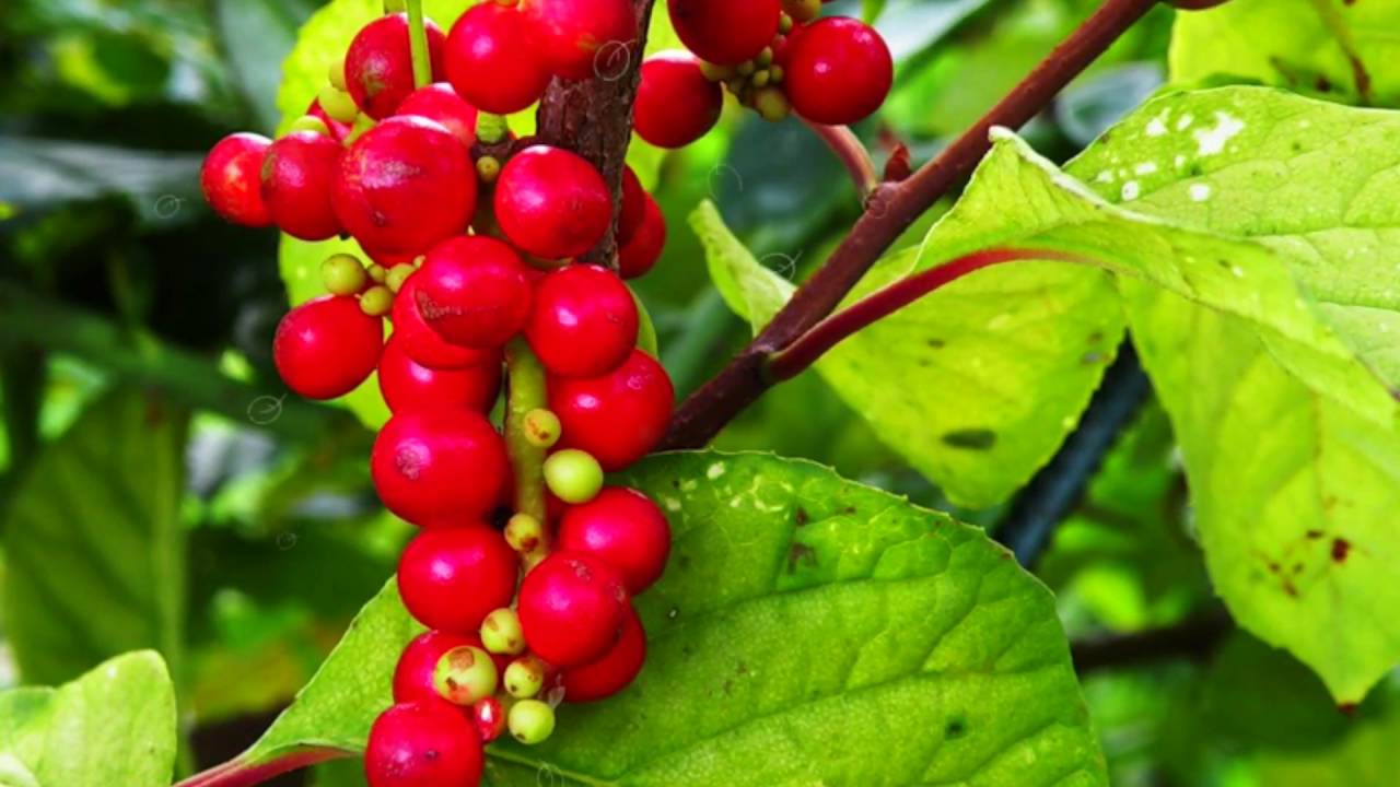 ЛИМОННИК КИТАЙСКИЙ ПОЛЬЗА | лимонник китайский народные рецепты ...