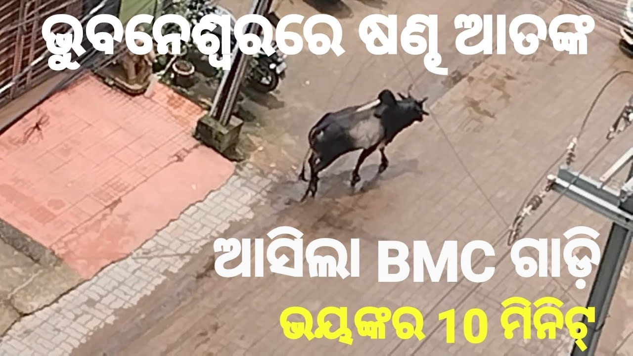 ଭୁବନେଶ୍ୱରରେ ଷଣ୍ଢ ଆତଙ୍କ