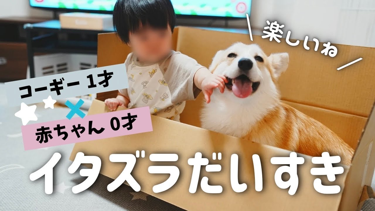 犬と赤ちゃんが息ぴったりの協力プレー😂w イタズラが楽しくて仕方ないお転婆姉妹【コーギー犬】