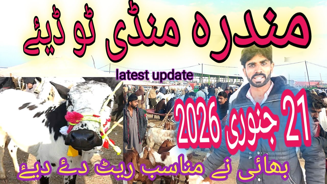 Mandra Mandi today 21.1.2026|Mandra Bakra Mandi update|Mandra Bakra Mandi update today |مندرہ منڈی 