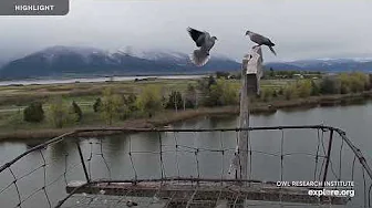 Osprey & Canada Goose | Rogers Place Nest Camera | 2024 Highlights