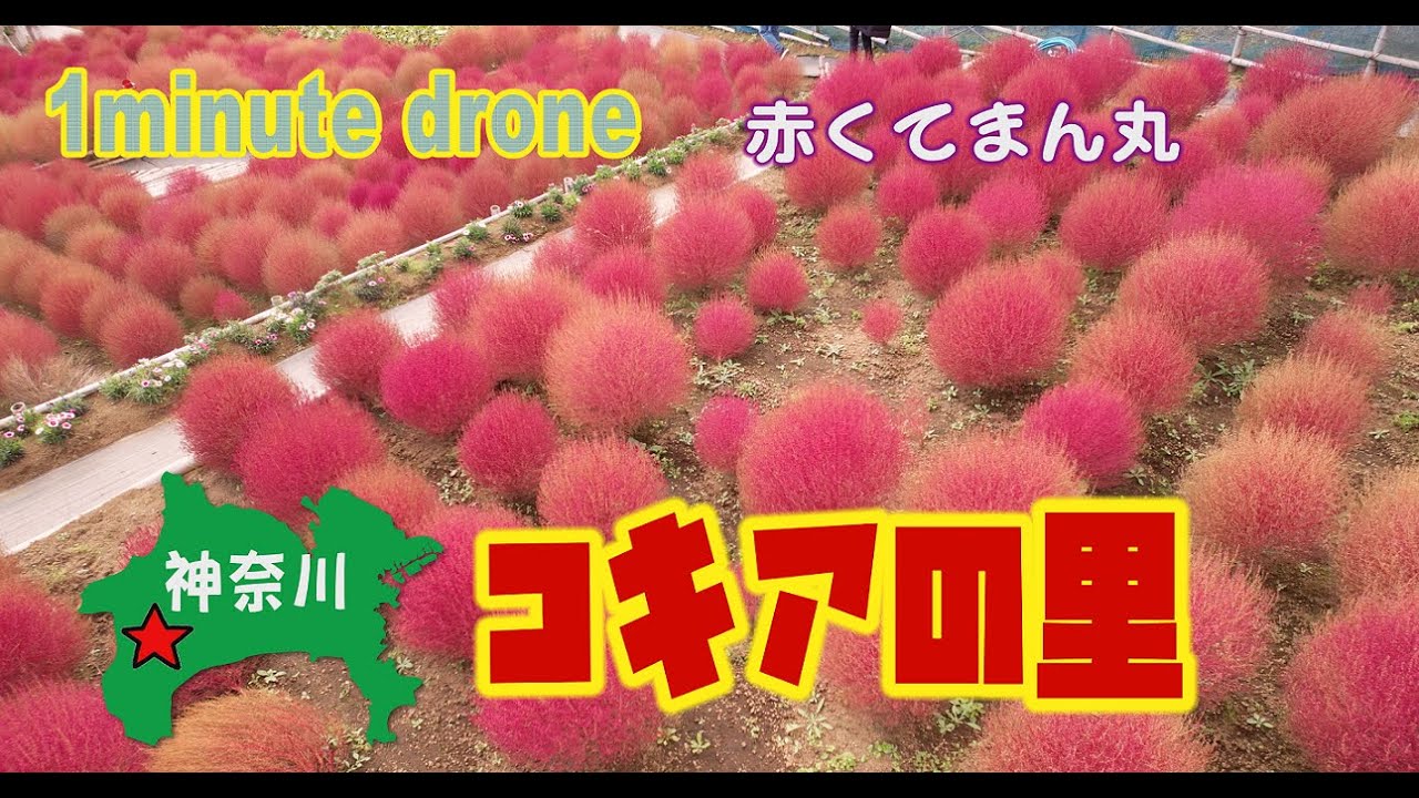 1min Drone 18 神奈川県松田町 コキアの里 Youtube 1min Drone 18 神奈川県松田町 コキアの里 Youtube