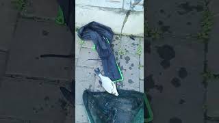 Густëрка!!! #fishing #рыбалка #video #viral #рыбак #фидер #лещ #опарыш #shorts #reels #мотыль #Ока