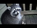 Early Thursday Morning with Nine Raccoons