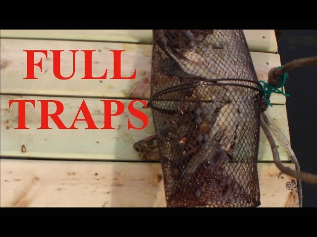 crayfish trapping 