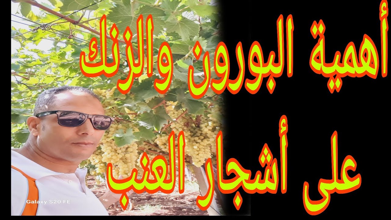 #أهمية البورن والزنك والنحاس على أشجار العنب .....#