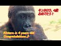4歳になったキンタロウ。誕生日おめでとう&Happy New Year!【京都市動物園、ニシゴリラの家族】