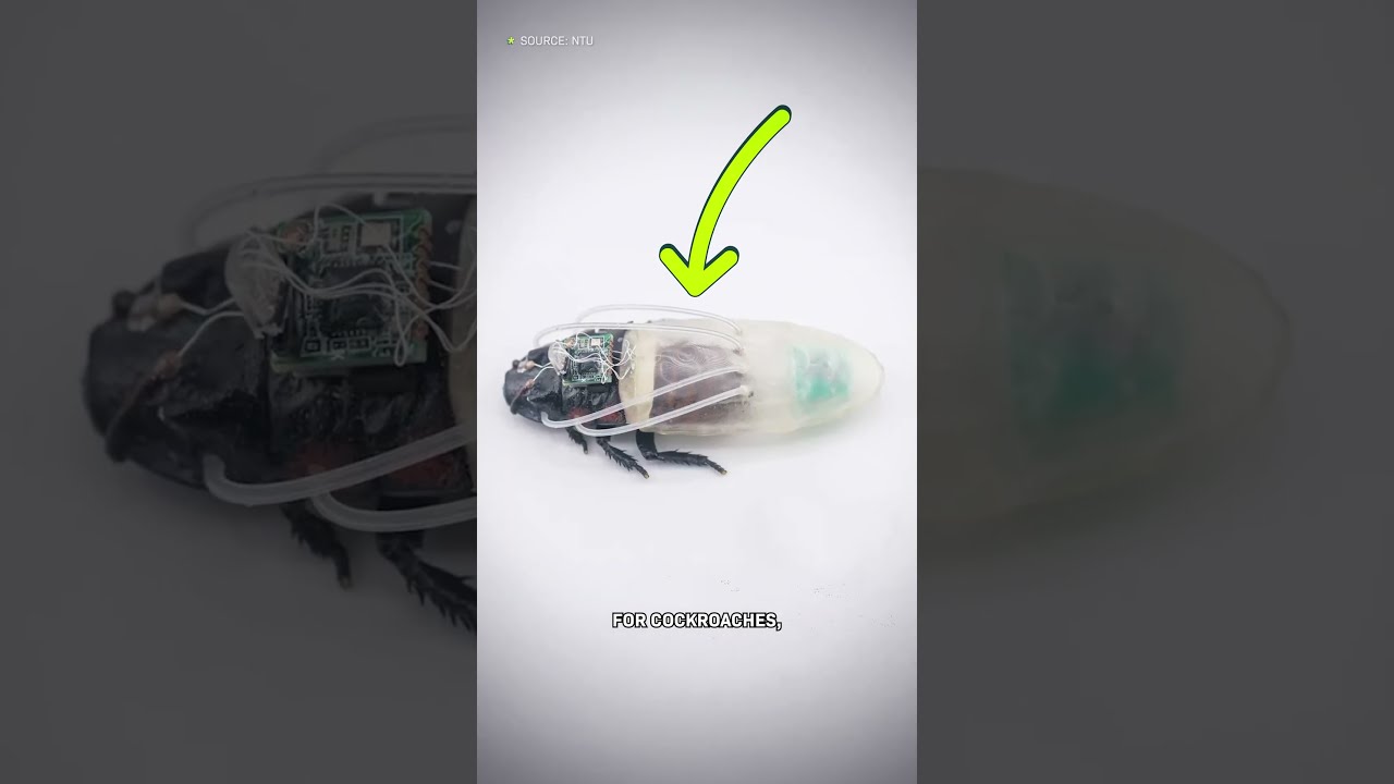 Why Is This Cockroach Wearing A Scuba Suit?