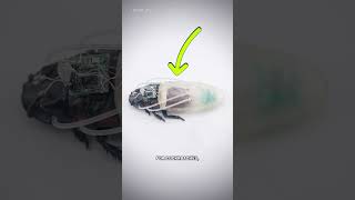 Thumbnail for Why Is This Cockroach Wearing A Scuba Suit?