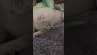 Наш малыш..ему уже неделька:))