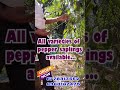 இனி வீட்டிலேயே பயிர் செய்யலாம் !! #shortvideo #shorts