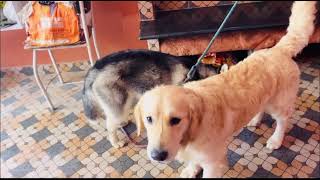 Cute Rocky and Veera playing together # golden retriever and Husky made for each others