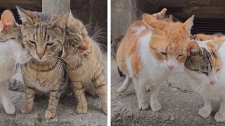 Stray Cats Bring TRUE Happiness… The Most Loyal Friends You’ll Ever Meet 😻❤️