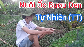 Nuôi Ốc Bươu Đen Tự Nhiên - Trại Ốc bươu Giống Mê Kông