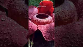 পৃথিবীর সবচেয়ে বড় ফুল! 😱 World's Largest Flower Rafflesia - #bangla  #facts  | #insidemustak