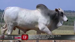 17
