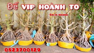 Phôi mai giảo bonsai Đế đẹp vip hoành to ngày 13/5 chị Thủy miền tây Chợ Gạo |MaivàngThanhTâm