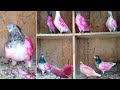 Top fancy pigeon breeds unique kabutar  kabootar kis