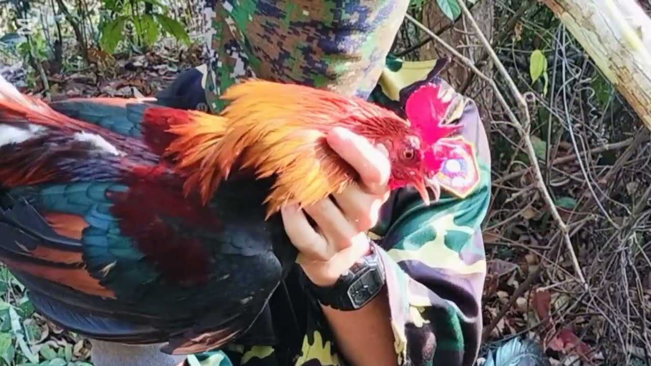 Dib qaib qus tuaj zoo mag zoo heev #ต่อไก่ป่า 12/02/2026