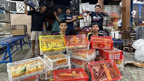 UPDATE HARGA SANGKAR DAN BURUNG TERBARU 2025 !!! DISINI LENGKAP DAN MURAH - DAPIT LOVEBIRD SIDOARJO