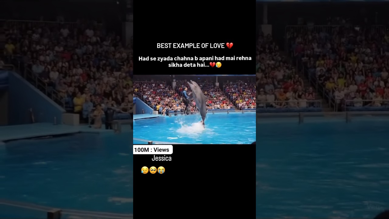 jessica death and dolphin🐬 💔😭 