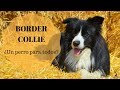 El Border Collie  ¿Un perro para todos?