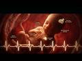 Baby Development Stages: See Every Week from Conception to Birth