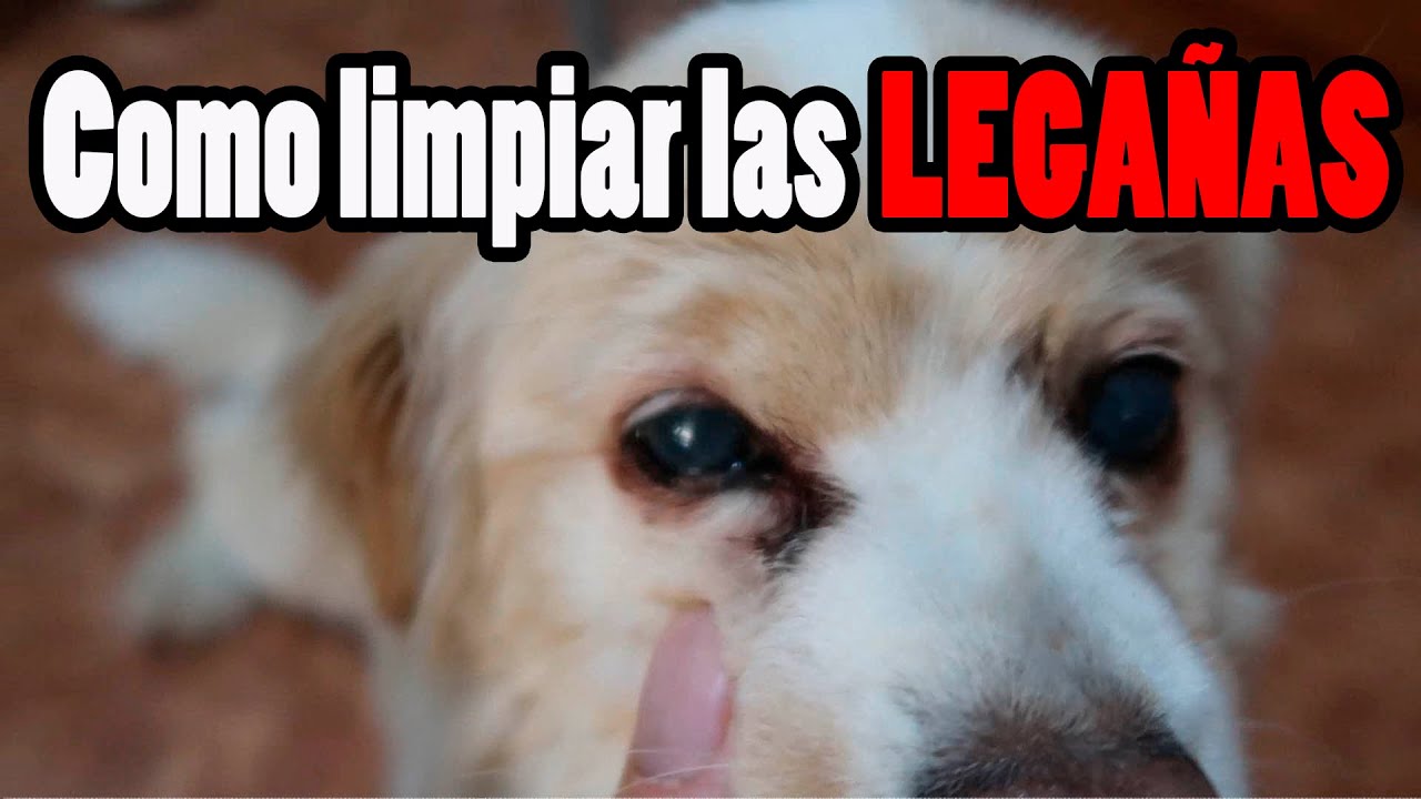 Como Limpiar las Legañas a tu Perro