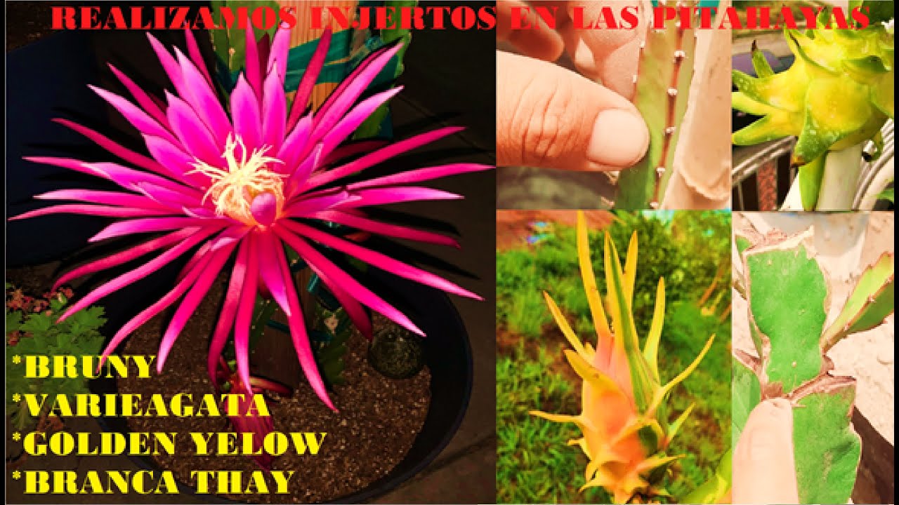 INJERTOS EN LA PITAHAYA - VARIEAGATA, BRUNI, GOLDEN YELOW. PROPAGACIÓN  EXITOSA EDICION 4K