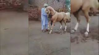 Horse Dance