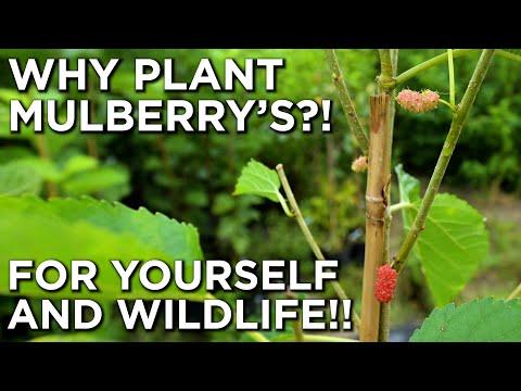 Why YOU Should Plant Mulberry Trees For Yourself AND Wildlife!!