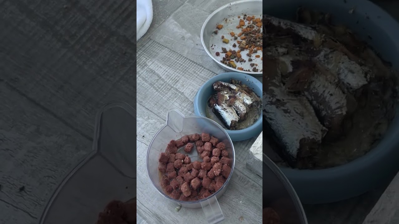 CATkada #lefkada #catshorts #shorts #cat #cute